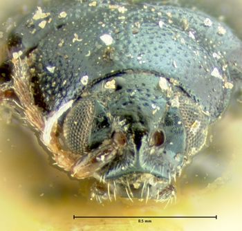 Media type: image;   Entomology 5017 Aspect: head frontal view